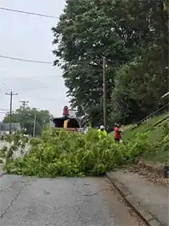 Tree Service in TR