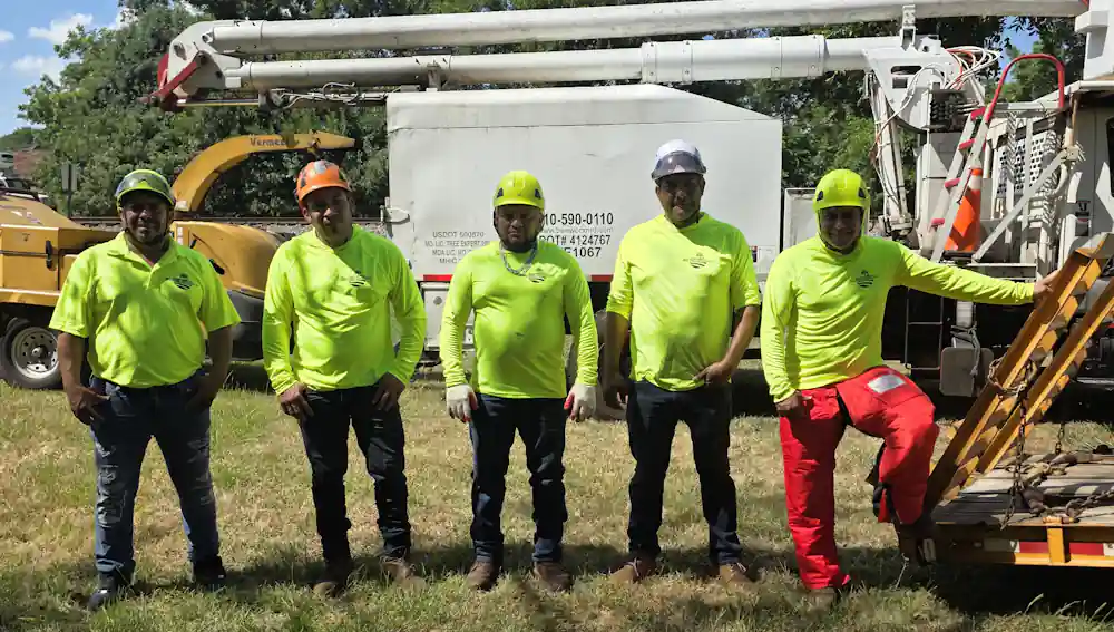Tree Services and Affordable Tree Tremoval A-Team in TR